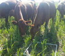 Picture Grazing cows during forage sampling.